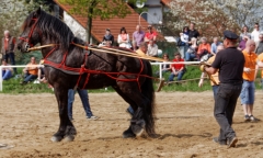 img_3127-fuhrmanstag-kemnitz-2013